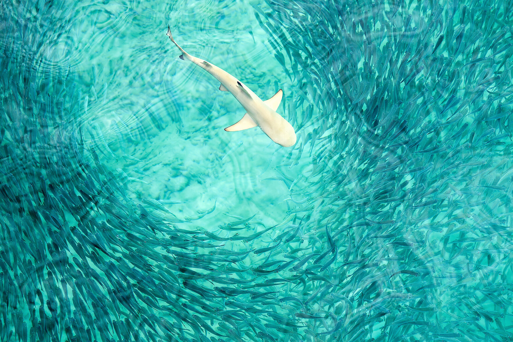 Shark is hunting
